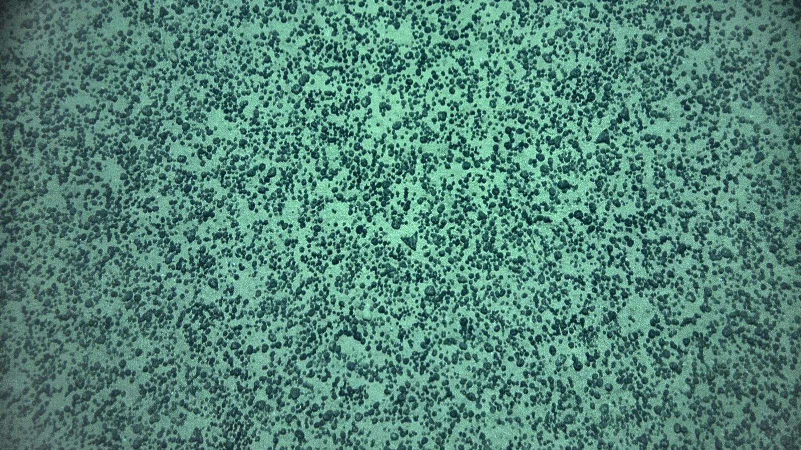 Top-down seafloor image of a dense field of polymetallic nodules